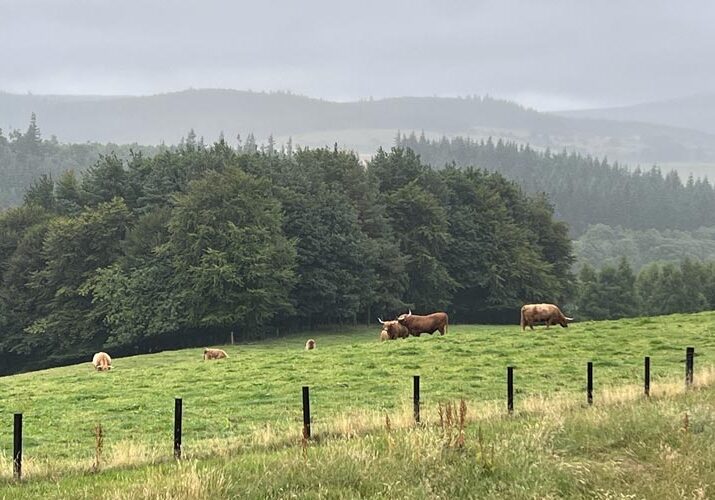Macallan-Distillery-farmland---small